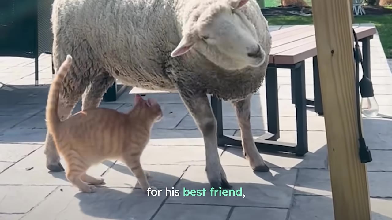 An orange tabby cat rubs affectionately against the front leg of a fluffy white sheep on a paved patio.