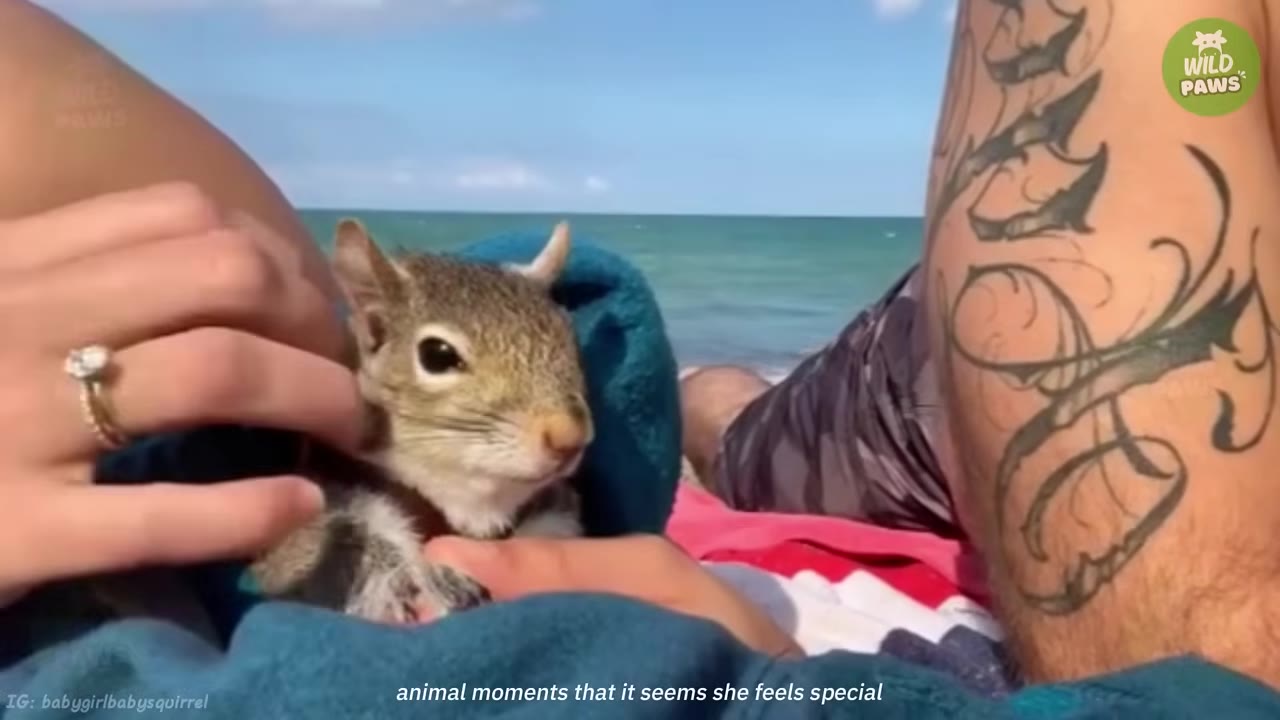 A close-up of a small squirrel wrapped in a blue towel, being gently petted by a person's hand on a beach.