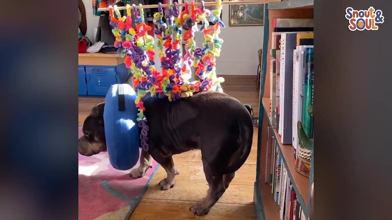 A dark-colored dog wearing a blue inflatable collar walks under a colorful, hanging yarn toy.