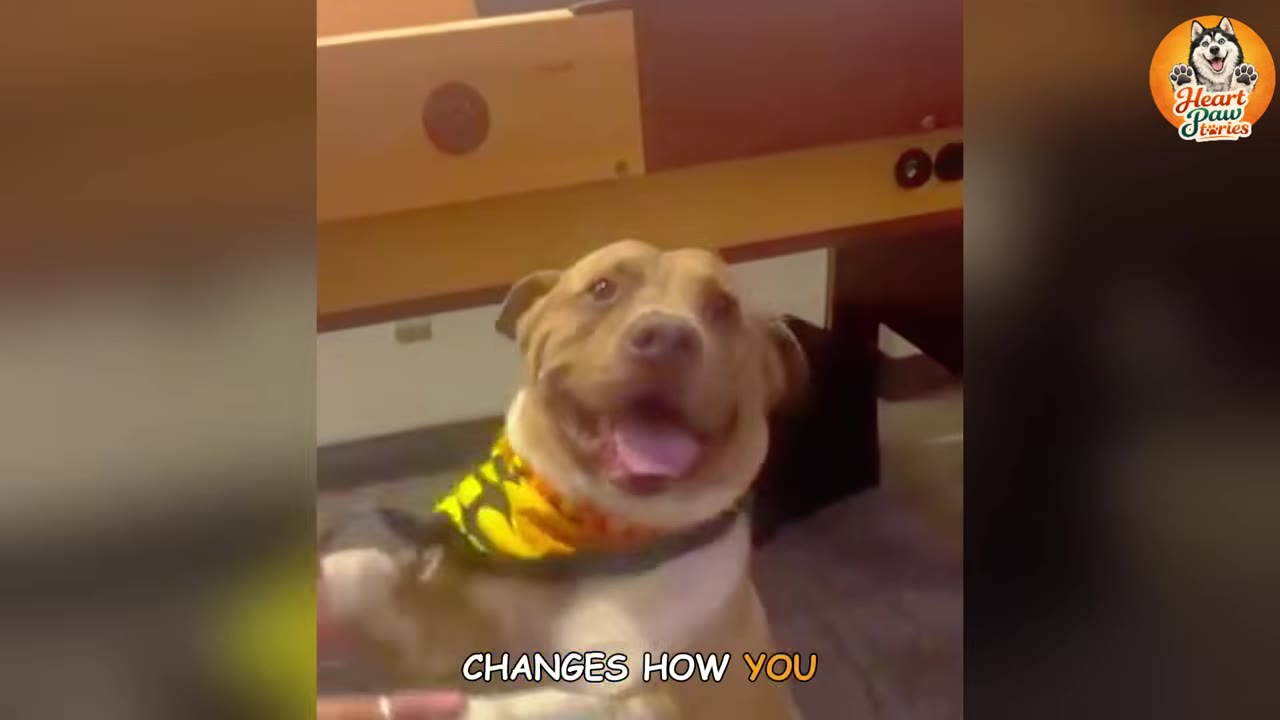A smiling light brown dog wearing a yellow bandana reaches out with its paw towards a person's hand.
