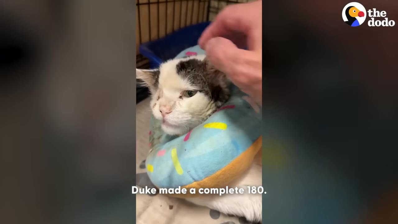 A close-up shot of a white and brown cat wearing a blue donut-shaped recovery collar being gently petted on the head by a person's hand.