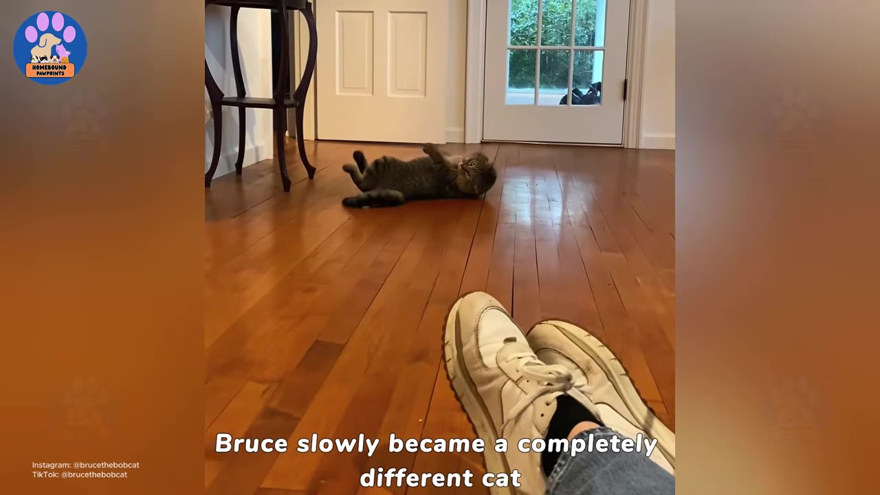 A tabby cat lies playfully on its back on a polished wooden floor, viewed from the perspective of a person sitting nearby wearing white sneakers.