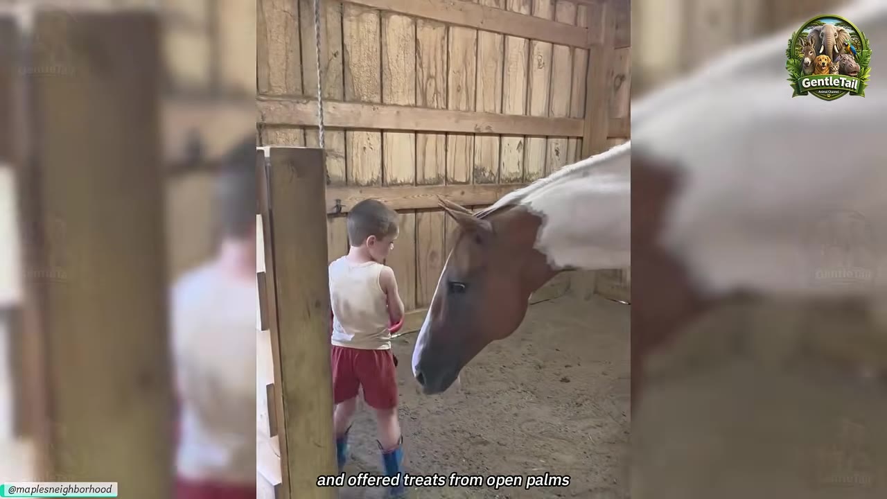 A young boy stands inside a wooden barn stall facing a brown and white horse, who lowers its head toward him.