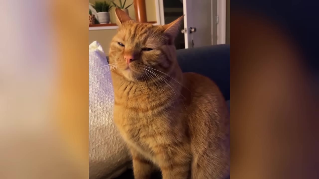 An orange tabby cat sitting on a couch with a somber expression, squinting its eyes.