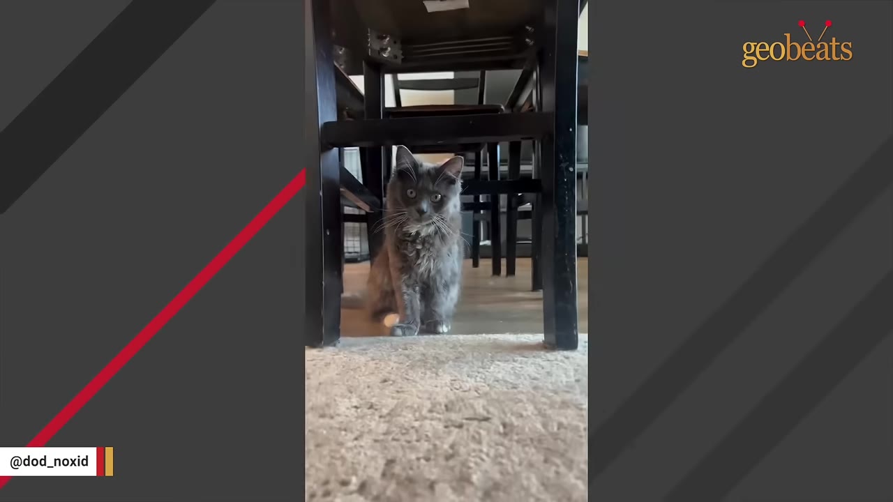 A small, fluffy grey kitten sitting under a wooden dining chair.