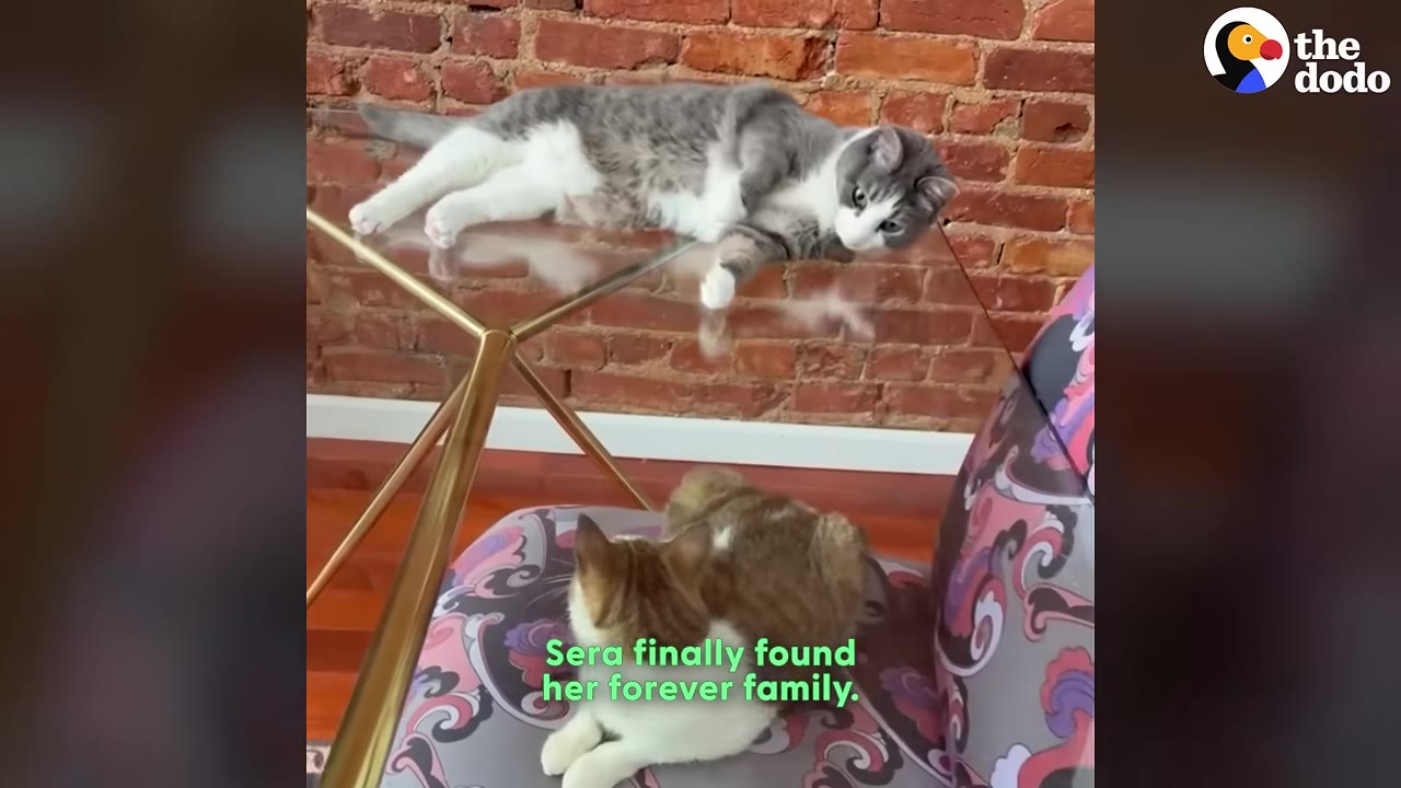 A grey and white cat lies on a glass table while a brown and white cat sits on a patterned chair below, in front of a brick wall.