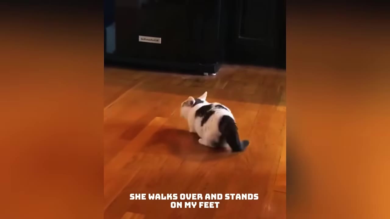 A tiny black and white cat walks confidently across a polished wooden floor.