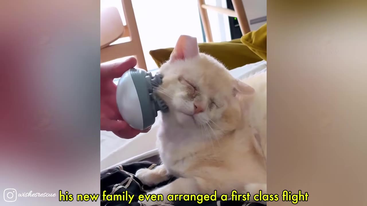 A light orange and white cat with closed eyes enjoys a massage on its cheek from a handheld electronic massager held by a person's hand.