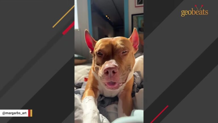 New York Pit Bull Surrendered With Scars Shows Her Foster Mom Exactly Who She Really Is