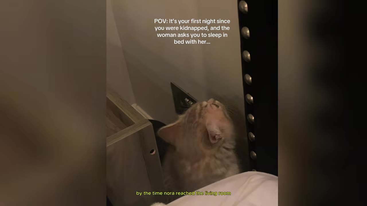 A small light-brown tabby kitten looking up frantically from the gap between a wooden nightstand and a studded black headboard.