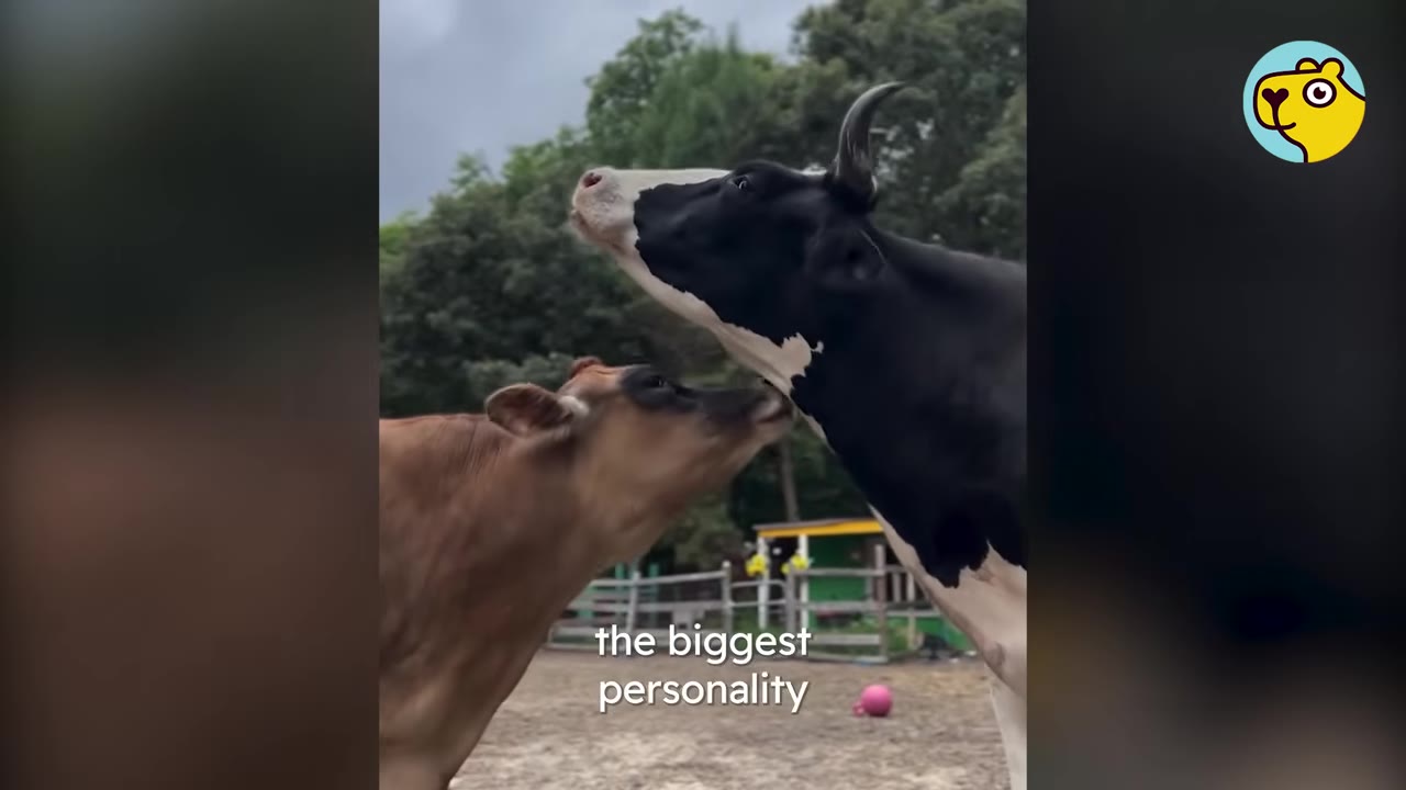A brown cow affectionately nuzzles the neck of a larger black-and-white cow outdoors.