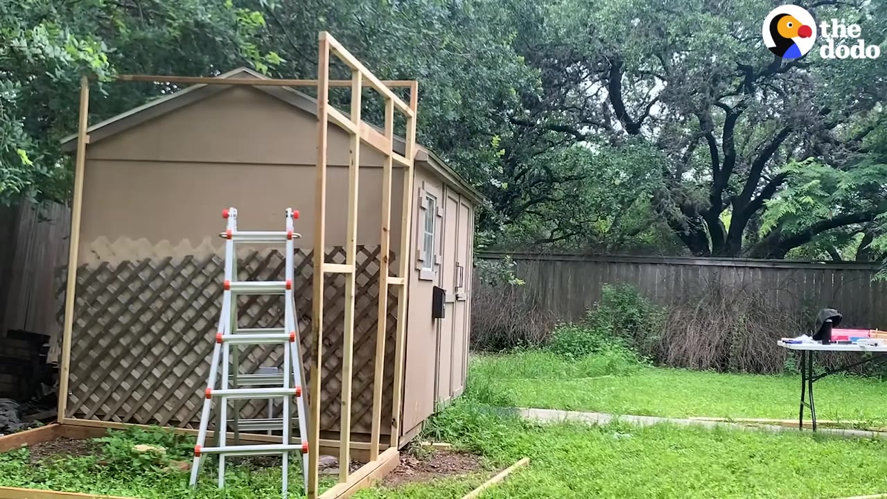 A wooden frame structure being built next to a brown garden shed in a grassy backyard with a ladder standing nearby.