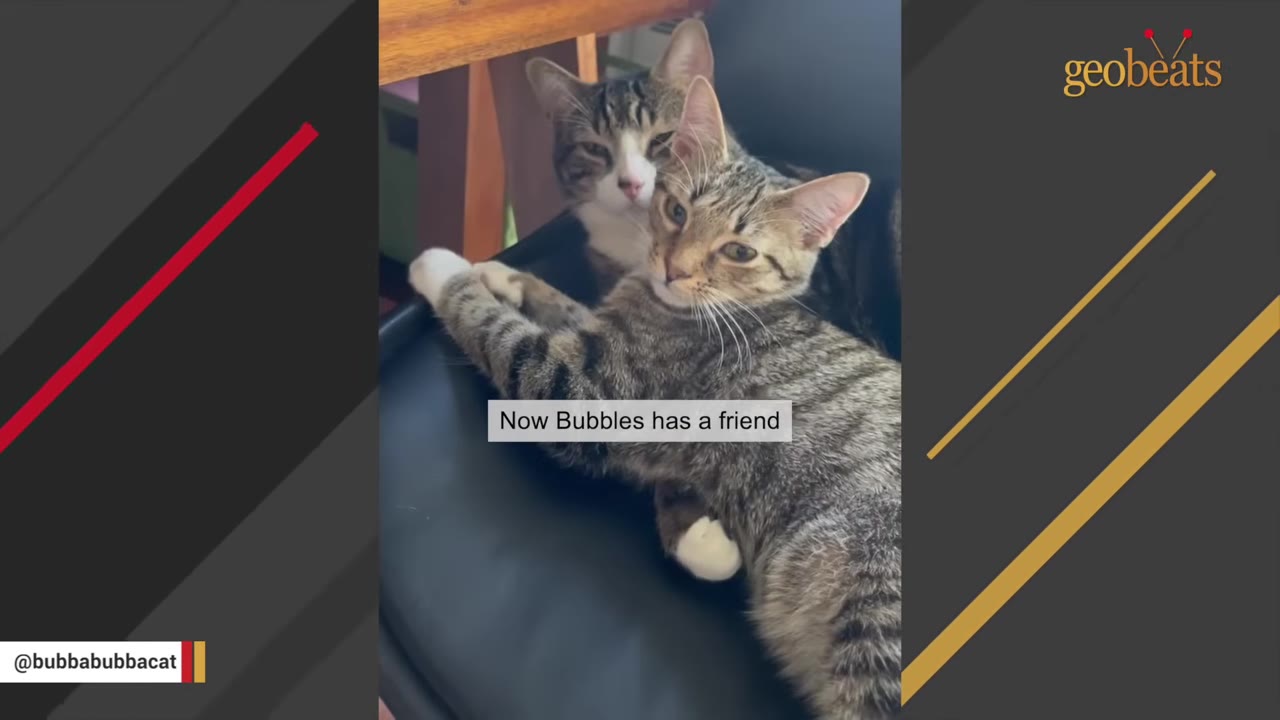 Two tabby cats lying together on a black chair, looking towards the camera.