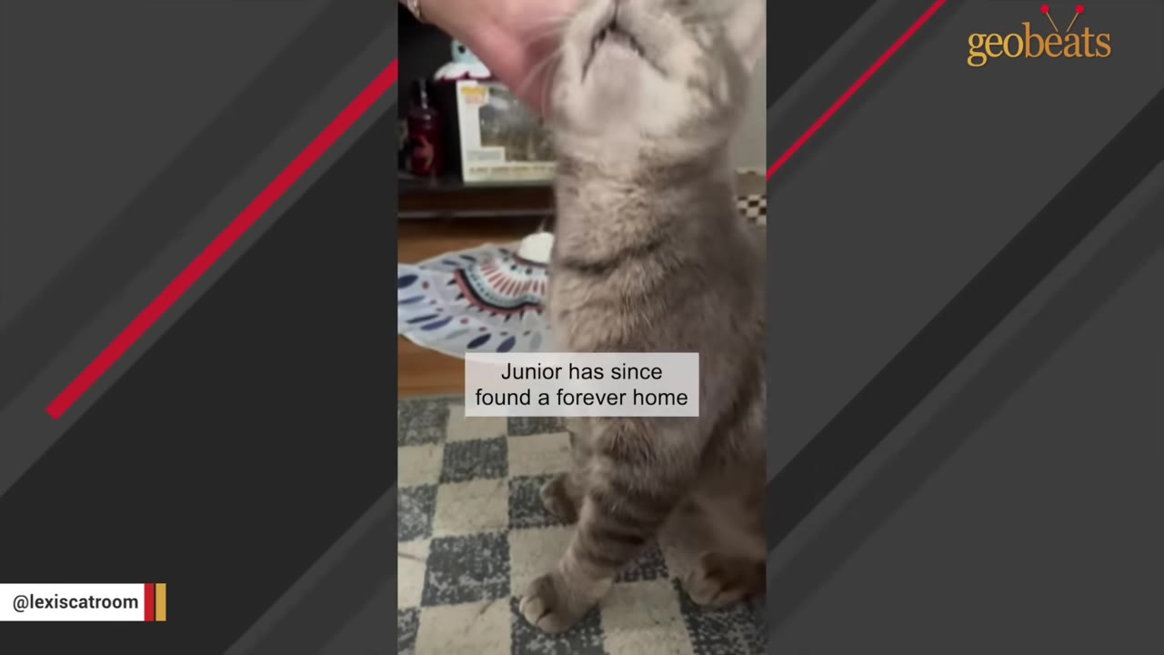 A grey tabby cat looks up happily as a hand pets its chin, with a text overlay reading 'Junior has since found a forever home'.