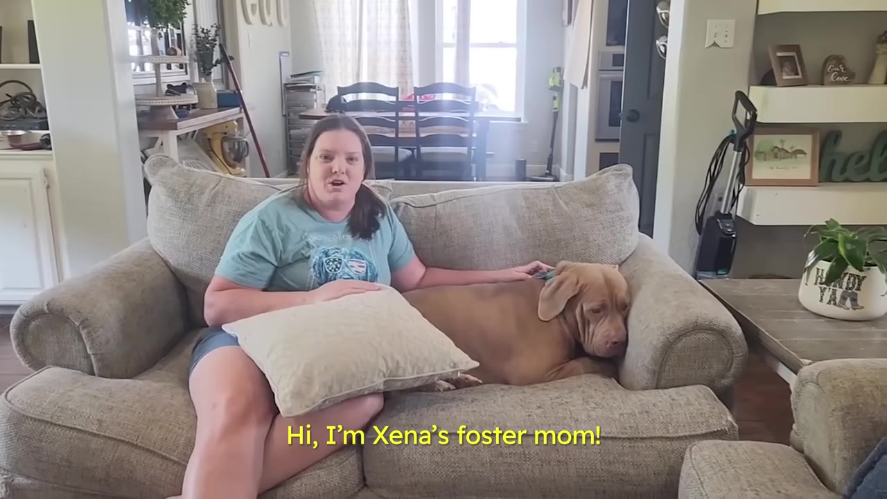 A woman sitting on a grey sofa next to a large brown dog resting its head on the armrest, with text overlay reading 'Hi, I'm Xena's foster mom!'