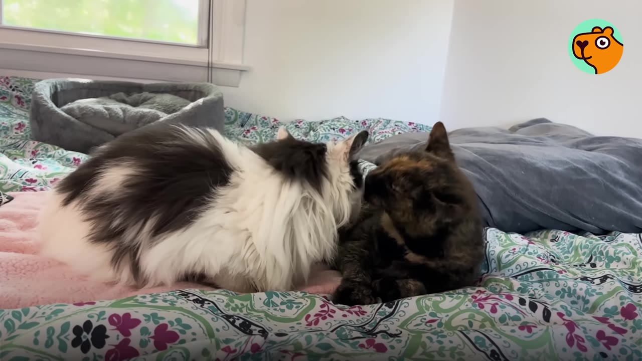 A fluffy black-and-white cat and a tortoiseshell cat lie close together on a patterned bedspread, with the black-and-white cat leaning its head near the other.
