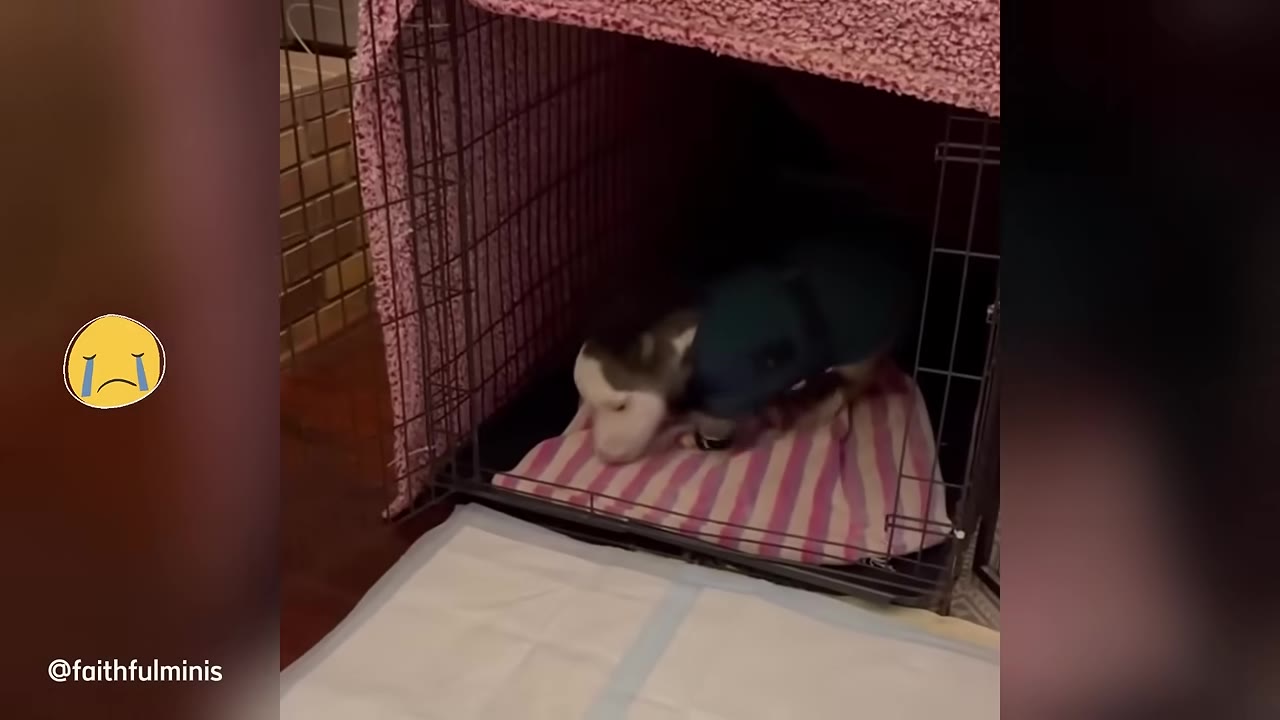 A tiny miniature dwarf horse wearing a blue coat stands inside a wire dog crate lined with a pink and white striped blanket.