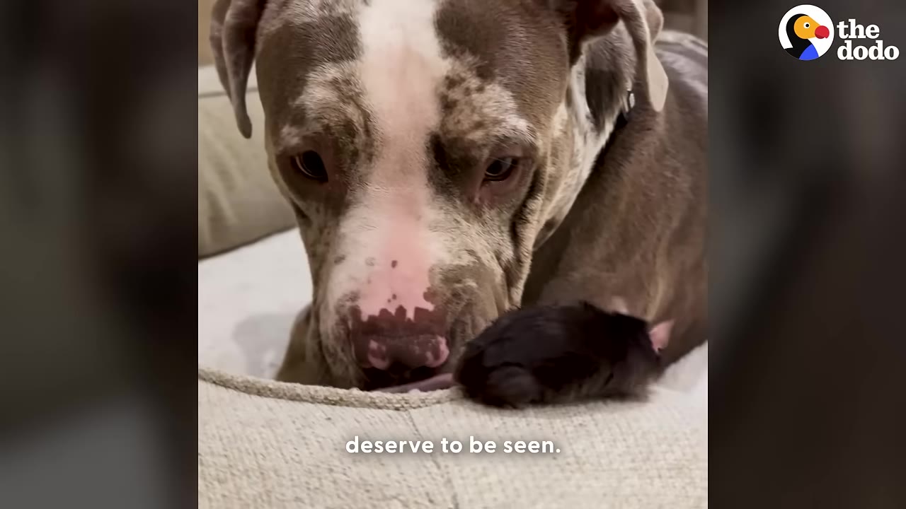 A close-up of a merle-patterned dog gently looking down at a small black rat resting on a cushion.
