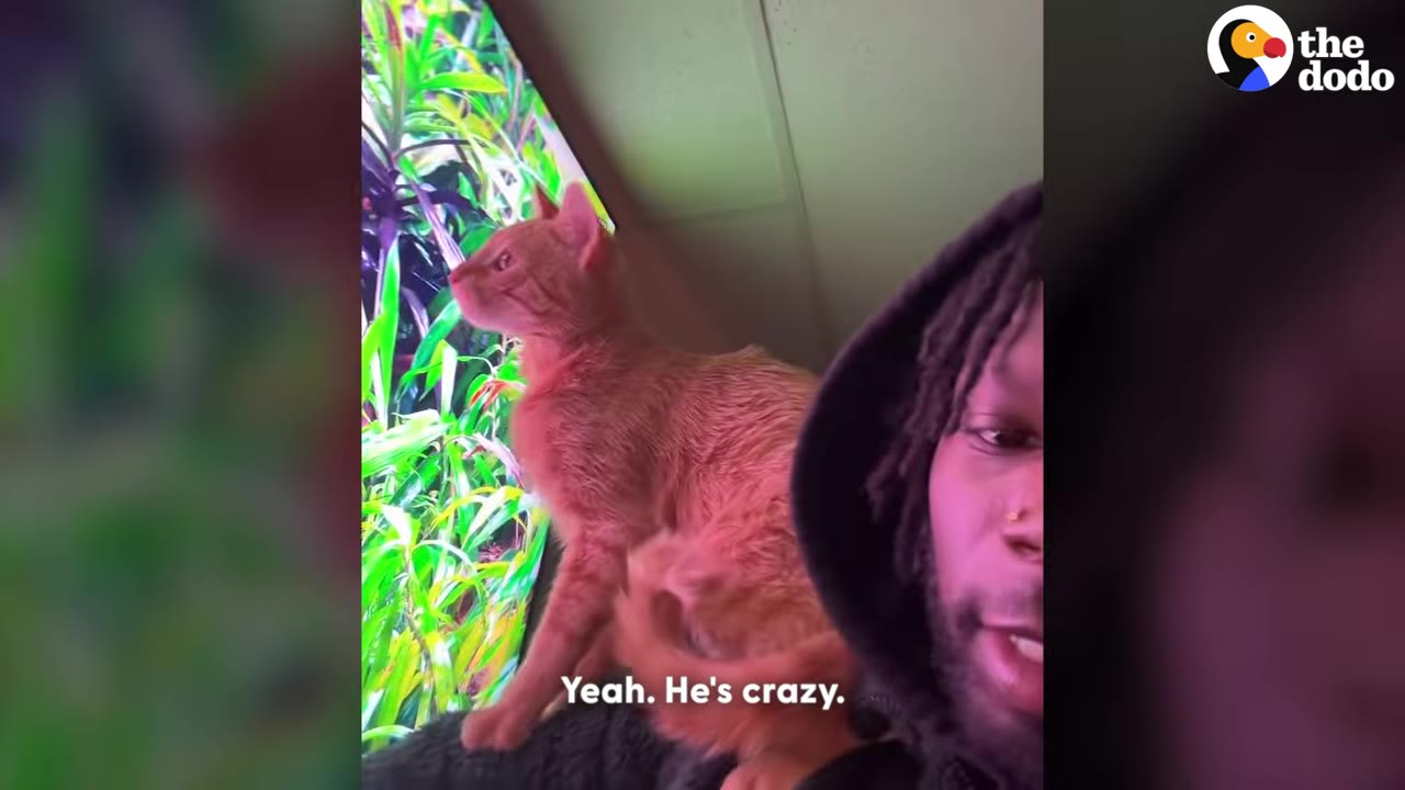 An orange cat sits on the shoulder of a man with dreadlocks, looking towards a television screen displaying green plants.