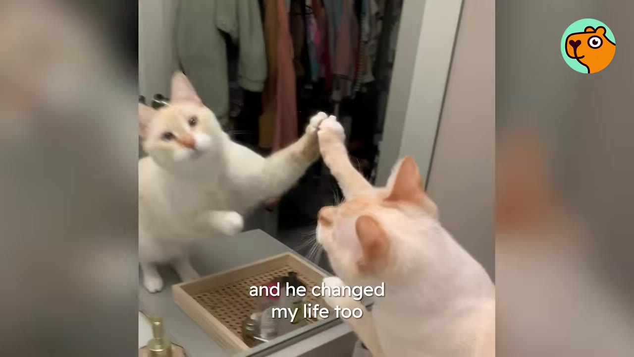 A light orange and white cat stands on a bathroom counter, touching its paw to its reflection in a mirror.