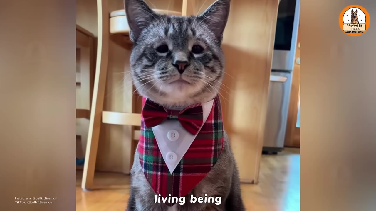A close-up portrait of a grey tabby cat wearing a red and green plaid bow tie collar, looking calmly at the camera.