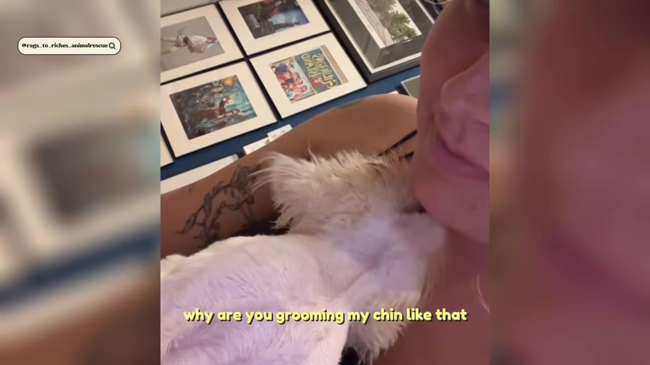 A close-up shot of a small, fluffy white dog licking the chin of its smiling owner, with framed pictures visible on the wall in the background.