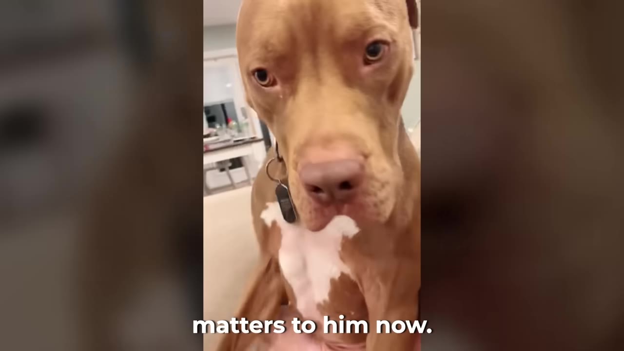 A close-up shot of a brown pit bull with a sad expression looking directly into the camera.