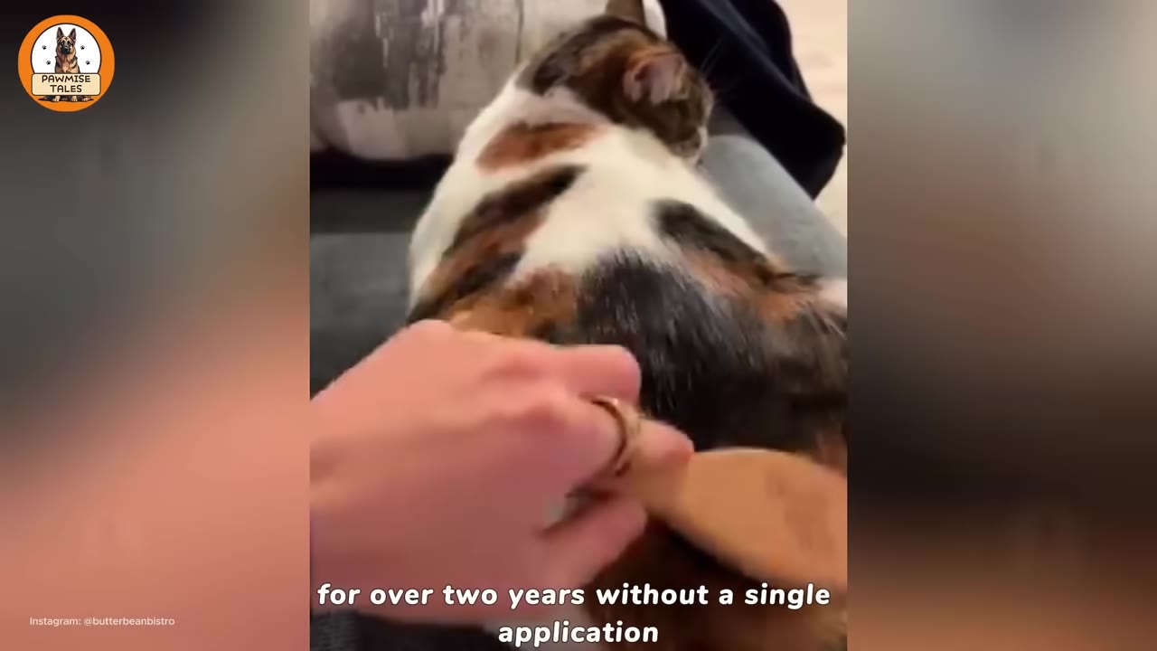 A close-up shot of a person's hand gently brushing the back of a calico cat with a wooden brush.
