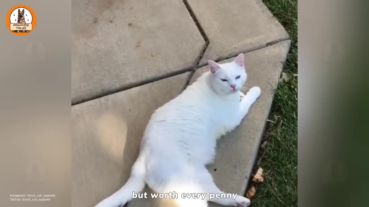 A white cat with blue eyes lying on a concrete patio next to a grassy lawn, looking directly at the camera.