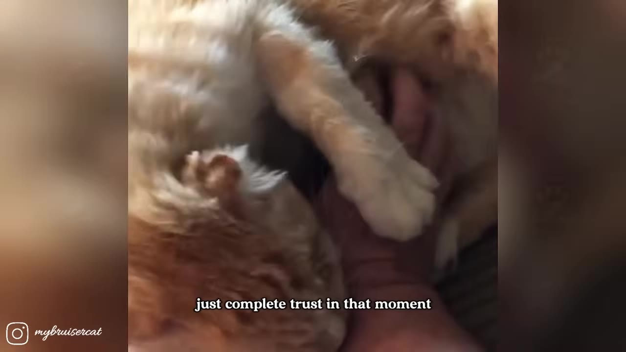 A close-up shot of an orange and white cat snuggling trustingly against its owner's arm on a couch, with the subtitle 'just complete trust in that moment' visible at the bottom.