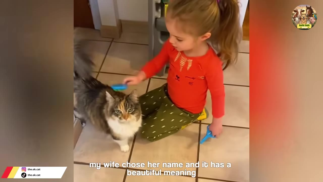 A young girl in a red shirt and green pants sits on a tiled floor, brushing a fluffy long-haired cat with a blue brush.
