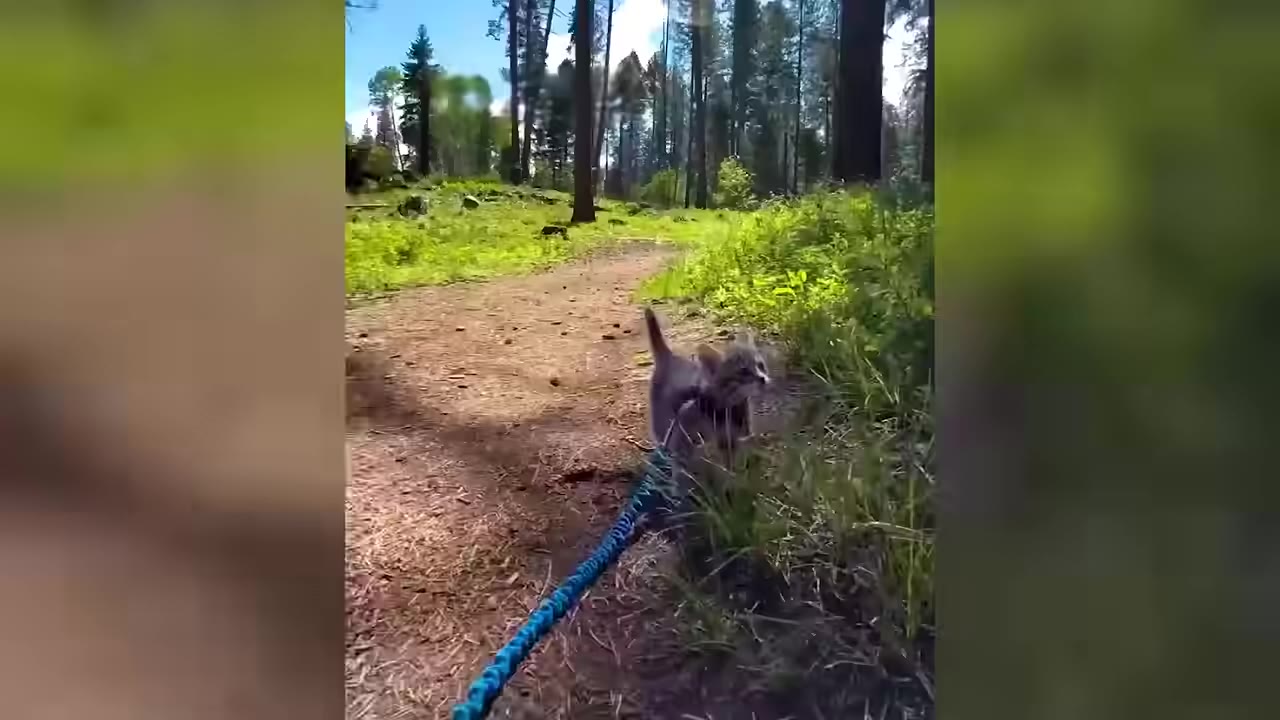 A small tabby kitten on a blue leash walks along a dirt path in a sunny forest, sniffing the grass.