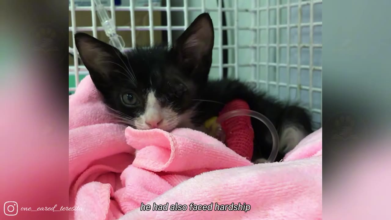 A small black and white kitten with one eye wrapped in a pink blanket, with a red bandage on its front leg and an IV line visible in the background.