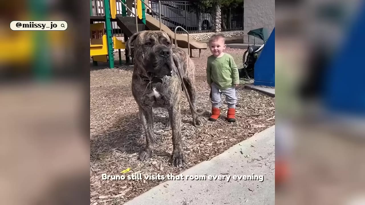 A large brindle mastiff dog named Bruno stands on a woodchip-covered playground next to a young child in a green shirt and orange boots.