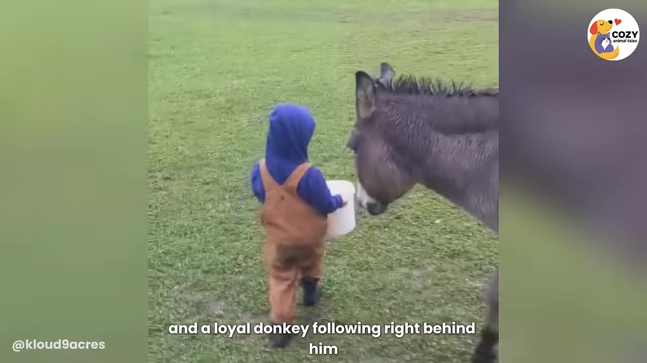 A young boy in brown overalls and a blue hoodie walks across a grassy field carrying a white bucket, followed closely by a grey donkey.