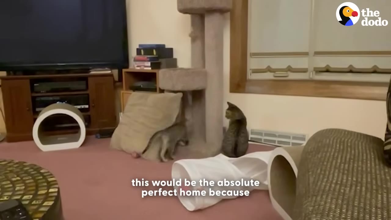 Two cats in a living room near a cat tree and play tunnel, with text overlay reading 'this would be the absolute perfect home because'.