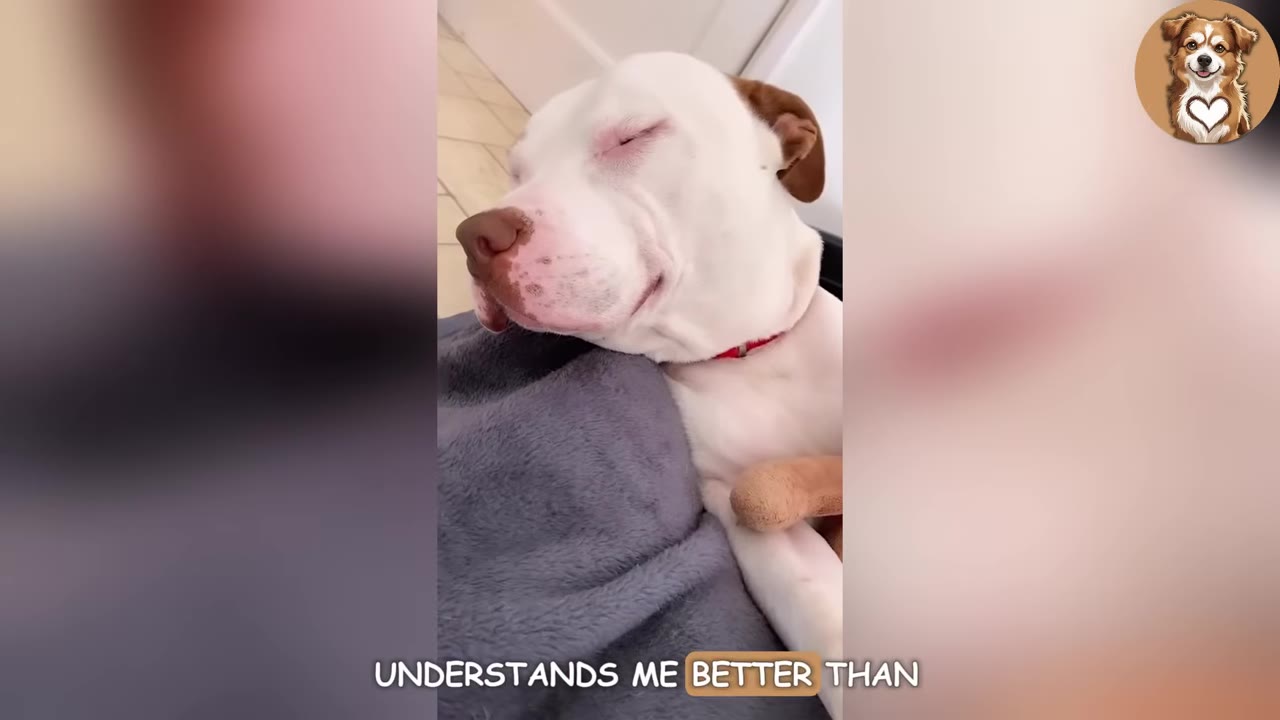 A white and brown dog resting its head peacefully on a person's lap covered with a grey blanket, with its eyes closed in a content expression.