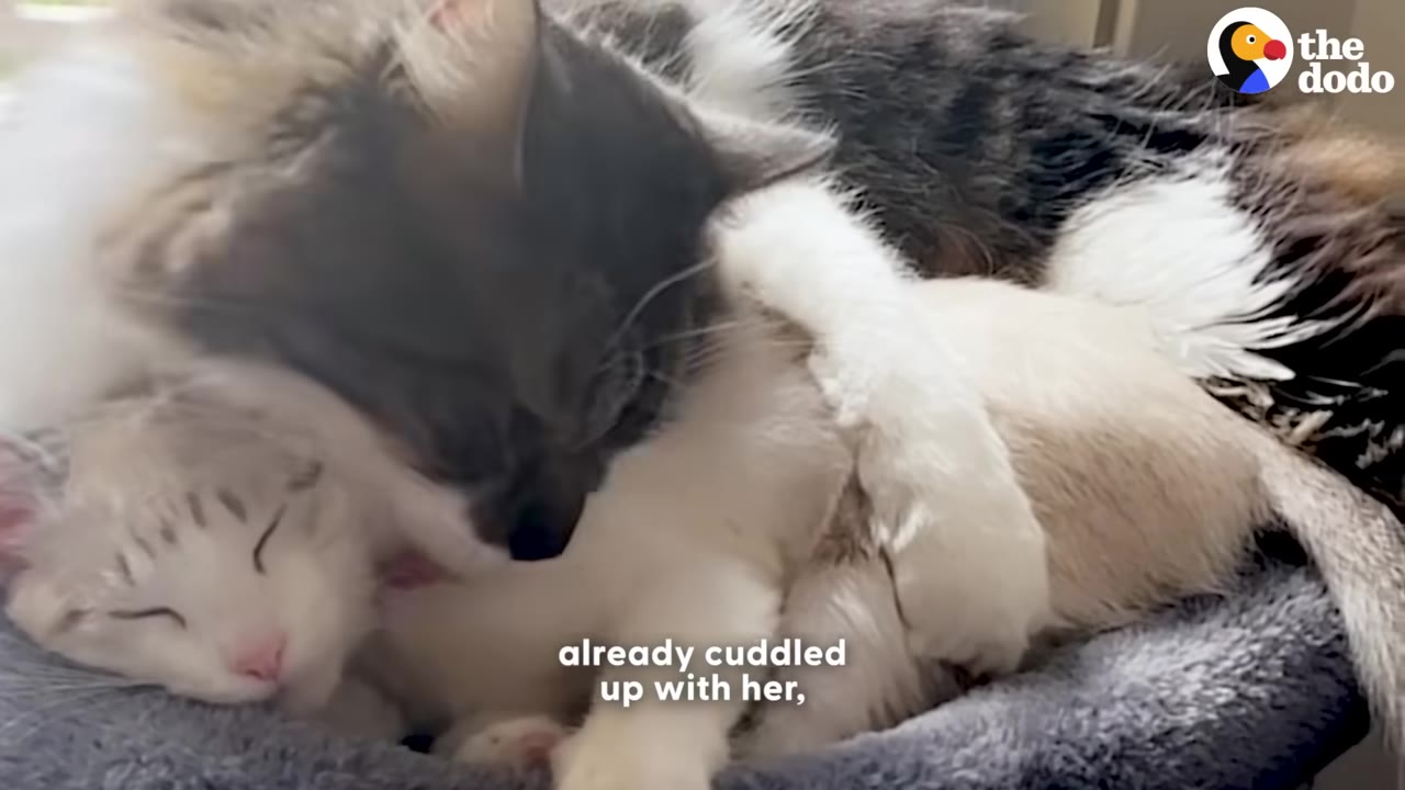 A fluffy long-haired tabby cat cuddles and grooms a smaller light-colored kitten sleeping beside it in a gray pet bed.