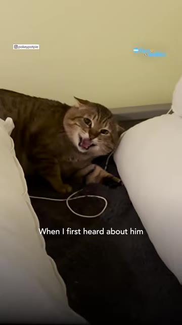 Washington Cat Was So Terrified His Rescuer Feared He Couldn’t Be Saved, Until One Special Encounter