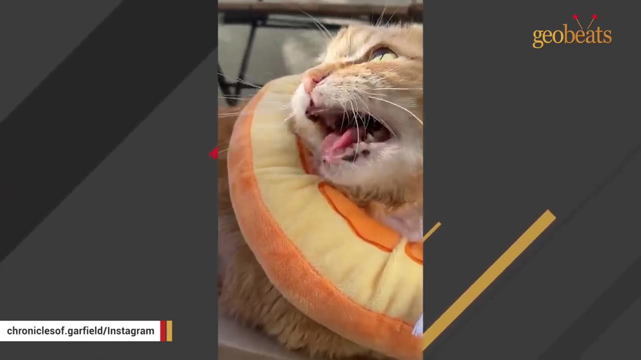 A close-up shot of an orange cat wearing a plush orange neck donut collar, looking up with its mouth slightly open.