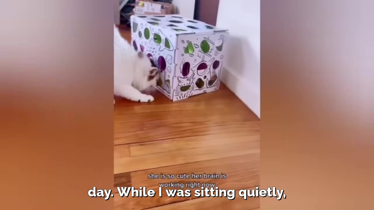 A white cat with brown patches on its head and back sniffs and explores a white cardboard cat toy box with holes on a wooden floor.