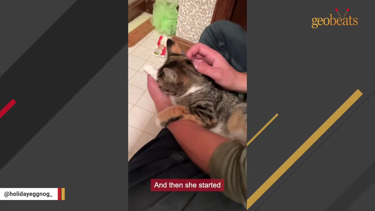 A calico and tabby cat lying peacefully on a person's lap while being gently petted on the head.