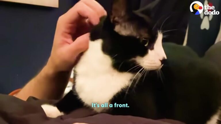 Pennsylvania Woman Rescues A Freezing Stray Cat, But Now Her Boyfriend Has Competition