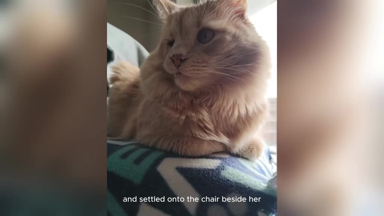 A fluffy orange cat sitting calmly on a patterned blue and white cushion.