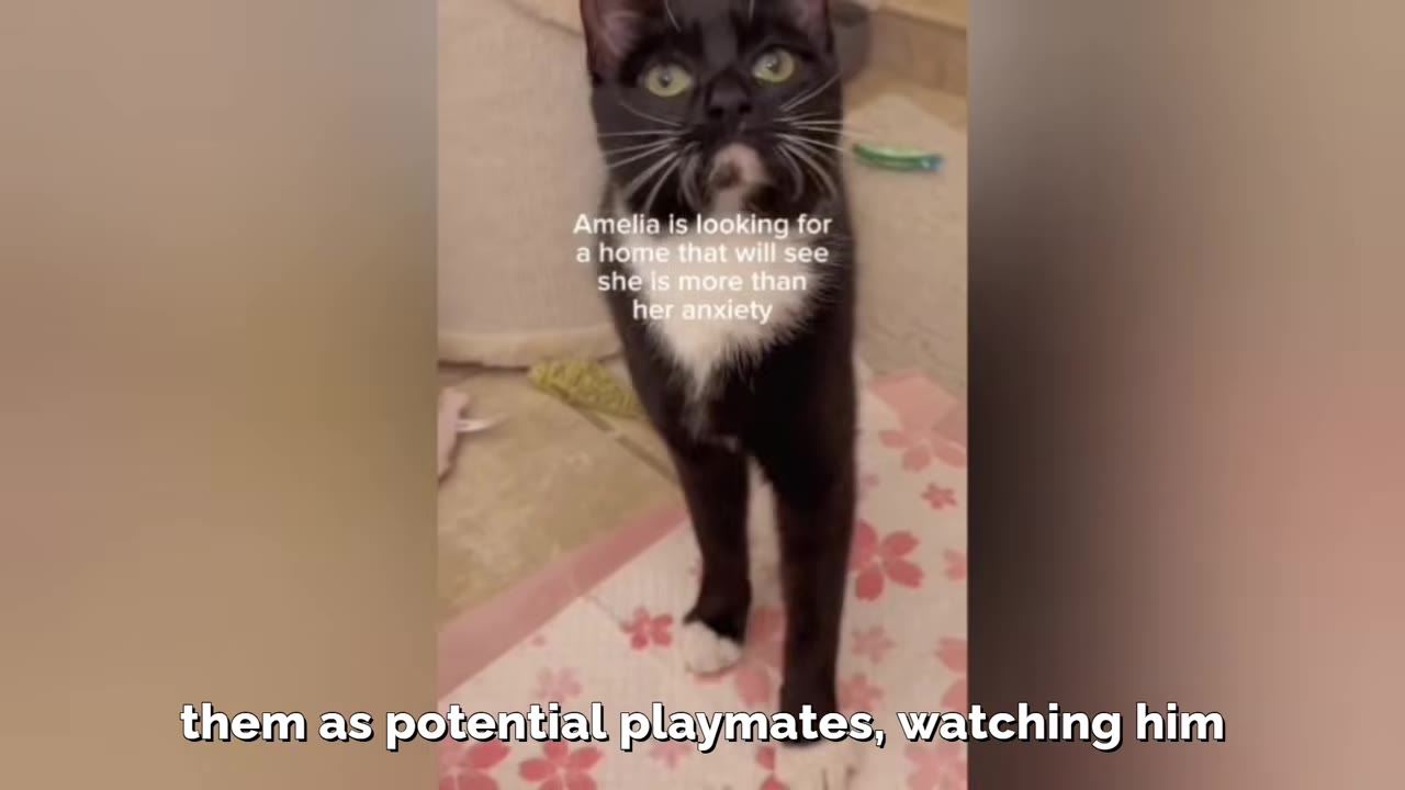 A close-up shot of a black and white tuxedo cat standing on a pink floral mat, looking directly up at the camera with wide, curious green eyes.