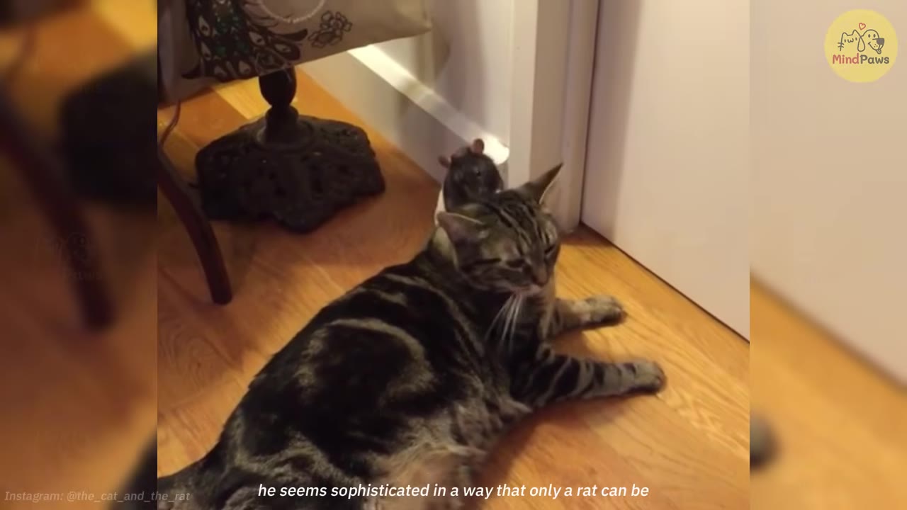 A tabby cat lies calmly on a wooden floor while a pet rat sits closely behind its head.