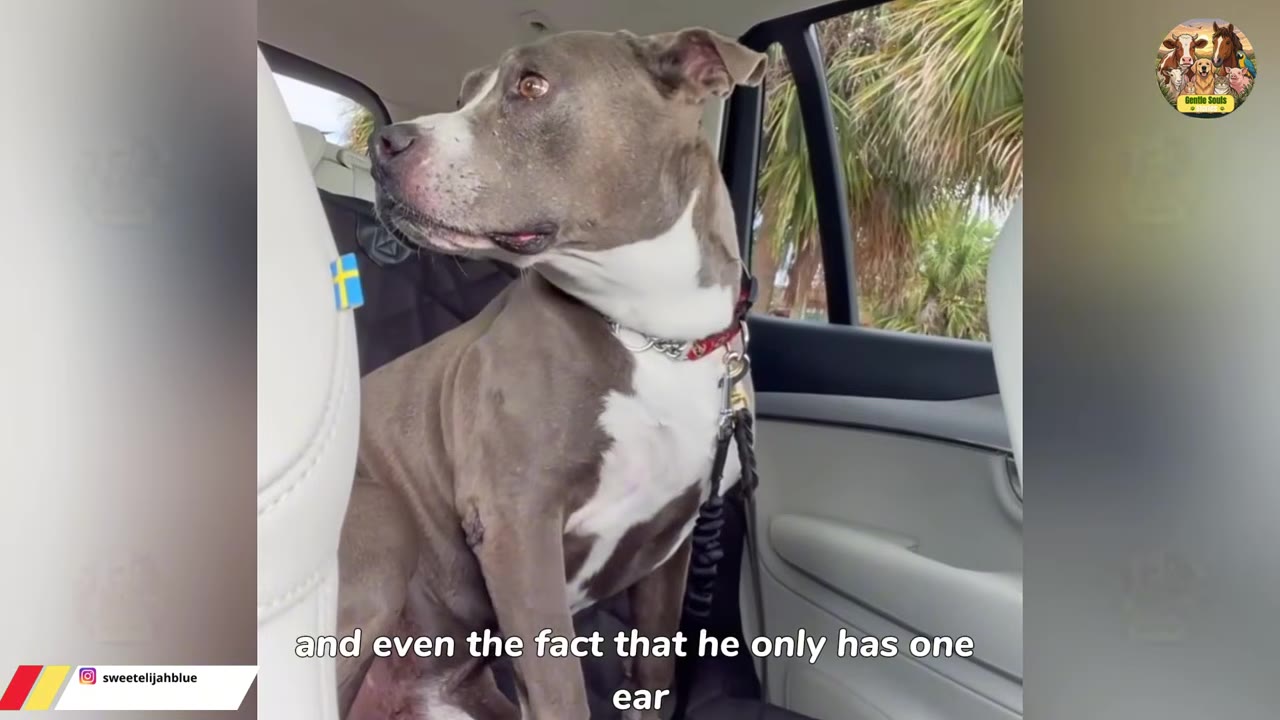A grey and white dog with one ear sits in the back seat of a car, looking out the window.