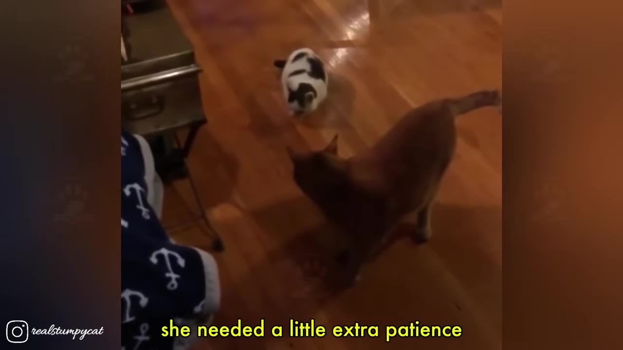 A small black and white cat and a larger orange cat interact on a wooden floor.