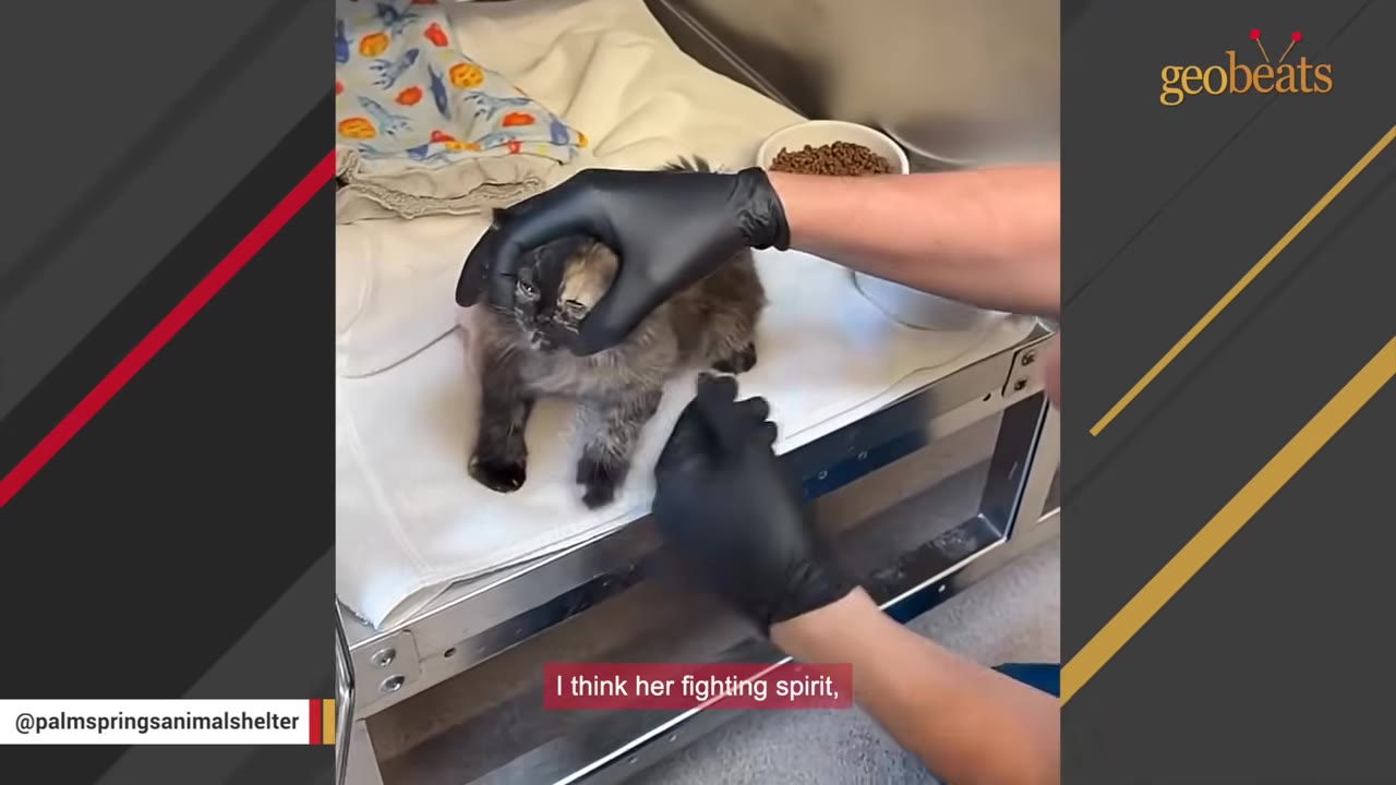 A small tortoiseshell kitten stands on a white towel on a metal examination table, while a person wearing black gloves gently holds its head.