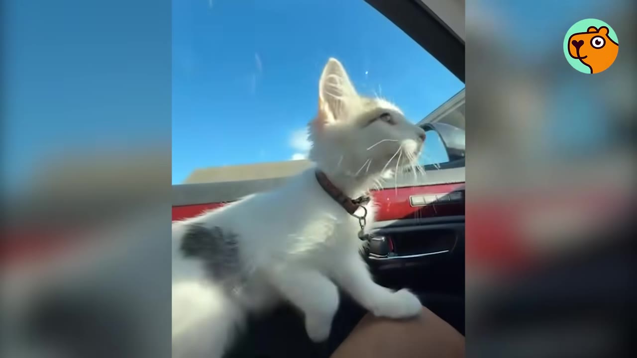 A white kitten with grey patches and a collar sits inside a car, looking confidently out the window against a blue sky.